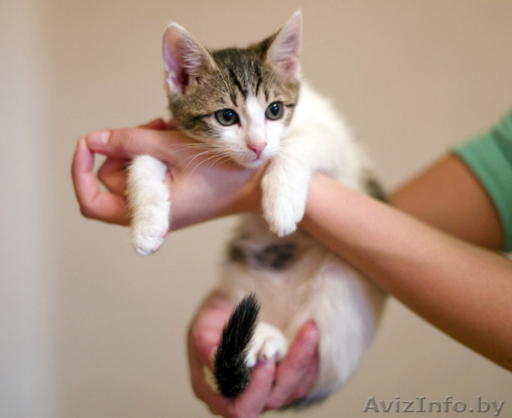 Зося - спокойная котёнок девочка в дар! - Изображение #4, Объявление #767270