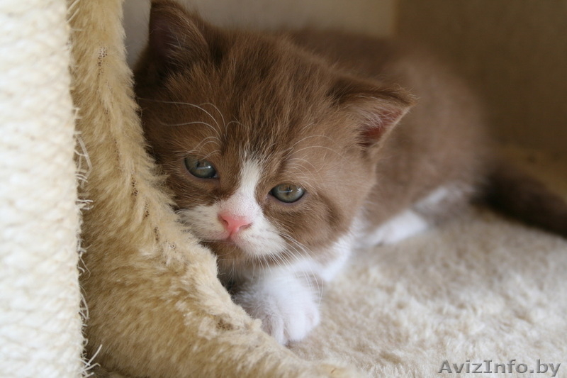 БРИТАШКИ РЕДКОГО ОКРАСА - КОРИЦА - Изображение #8, Объявление #777283