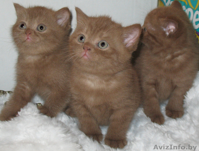 БРИТАШКИ РЕДКОГО ОКРАСА - КОРИЦА - Изображение #1, Объявление #777283