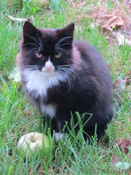 пушистые чёрно-белые котята в дар - Изображение #1, Объявление #769638