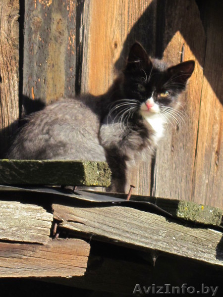 пушистые чёрно-белые котята в дар - Изображение #2, Объявление #769638