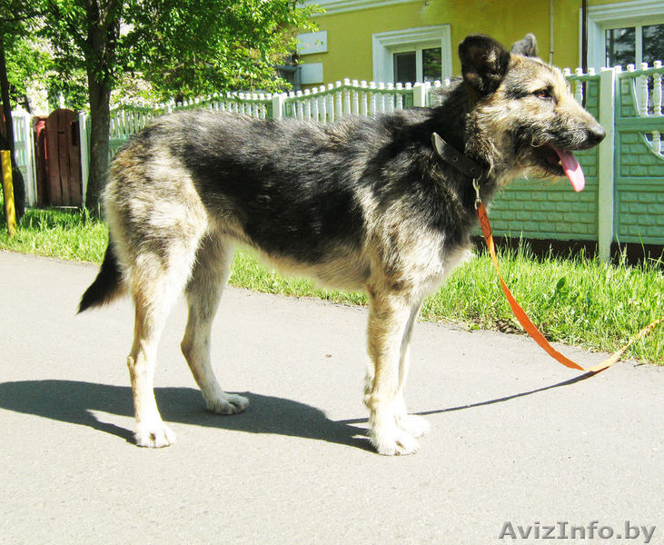 Жужа,милая умная и весёлая собачка,ищет любящих хозяев! - Изображение #1, Объявление #769397