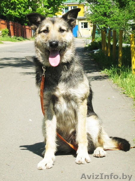 Жужа,милая умная и весёлая собачка,ищет любящих хозяев! - Изображение #3, Объявление #769397