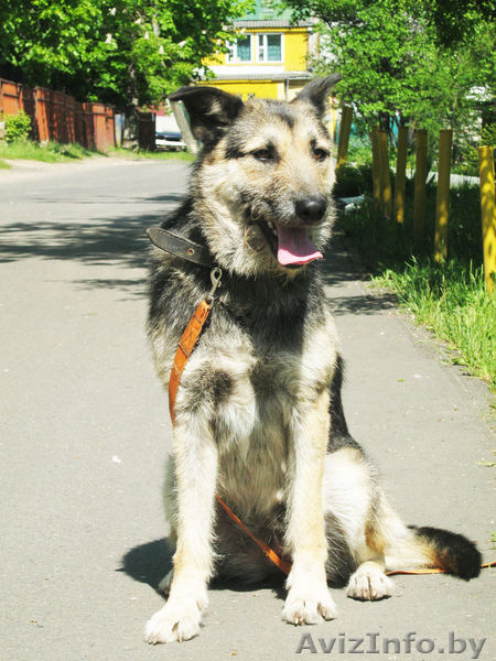 Жужа,милая умная и весёлая собачка,ищет любящих хозяев! - Изображение #4, Объявление #769397