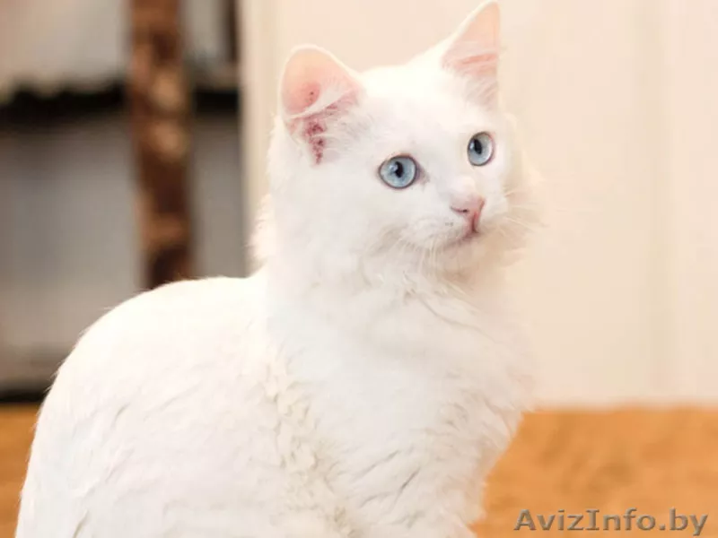 Стасик – голубоглазый блондин, который слушает и слышит сердцем. - Изображение #3, Объявление #770033