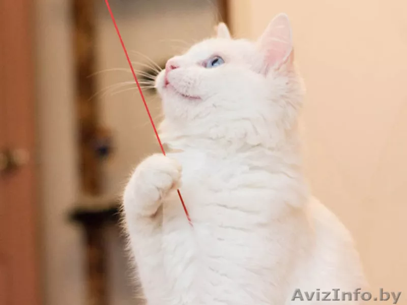 Стасик – голубоглазый блондин, который слушает и слышит сердцем. - Изображение #4, Объявление #770033