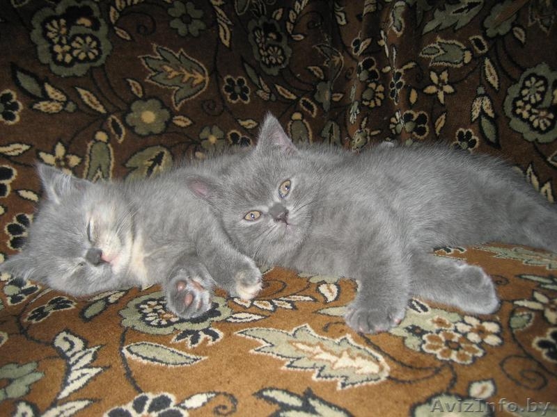 Питомник Amber miracle предлагает замечательных британских котят шоу класса - Изображение #1, Объявление #776115