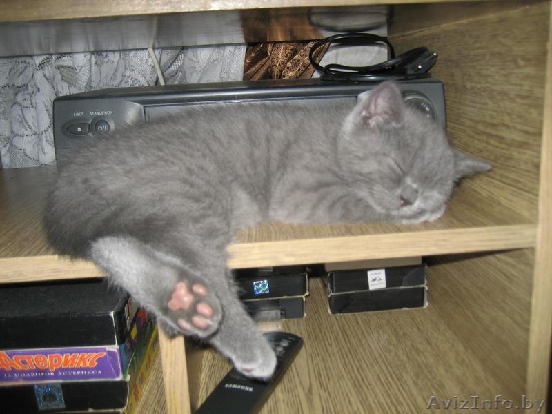 Питомник Amber miracle предлагает замечательных британских котят шоу класса - Изображение #2, Объявление #776115