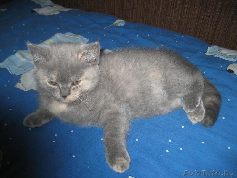 Питомник Amber miracle предлагает замечательных британских котят шоу класса - Изображение #3, Объявление #776115