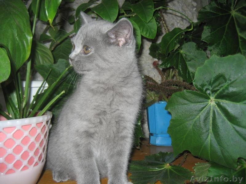 Питомник Amber miracle предлагает замечательных британских котят шоу класса - Изображение #5, Объявление #776115