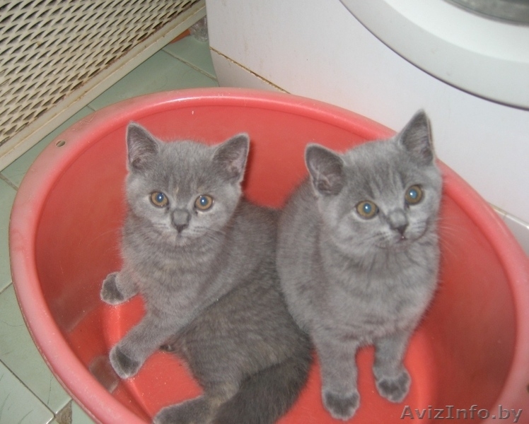 Британские котята шоу класса (FiFe) для души, участия в выставках и дл - Изображение #1, Объявление #775707