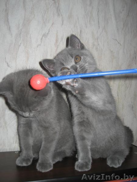 Питомник Amber miracle предлагает замечательных британских котят шоу класса - Изображение #6, Объявление #776115