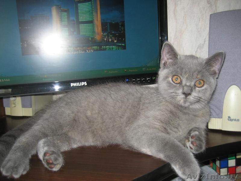 Британские котята шоу класса (FiFe) для души, участия в выставках и дл - Изображение #2, Объявление #775707