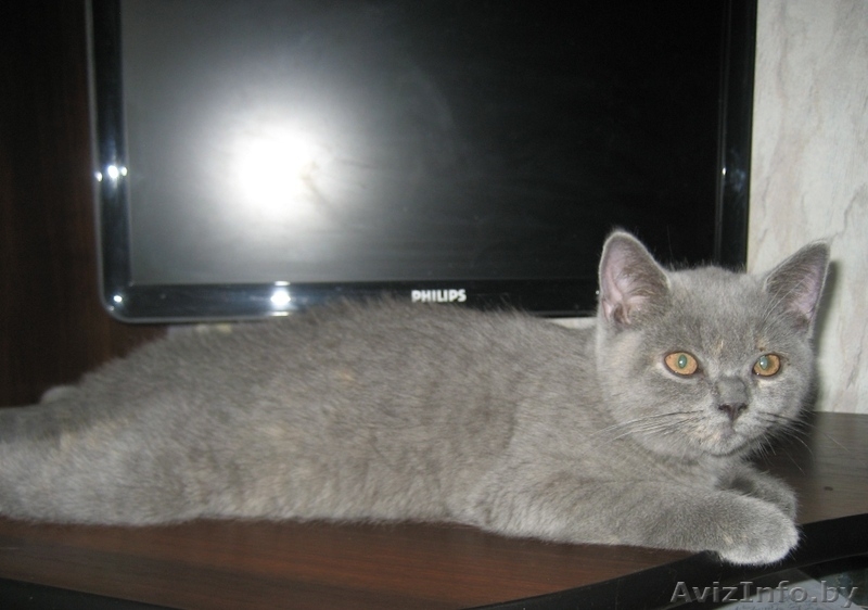 Британские котята шоу класса (FiFe) для души, участия в выставках и дл - Изображение #3, Объявление #775707