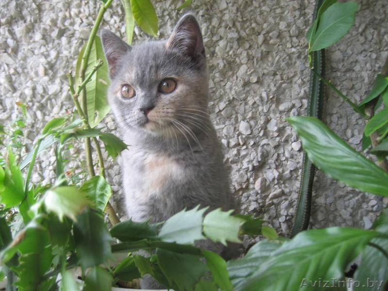 Британские котята шоу класса (FiFe) для души, участия в выставках и дл - Изображение #6, Объявление #775707
