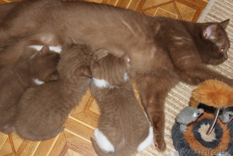 БРИТАШКИ РЕДКОГО ОКРАСА - КОРИЦА - Изображение #2, Объявление #777283