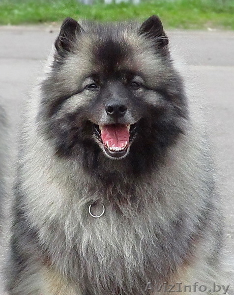 Щенки Кеесхонда/вольф шпица - Изображение #2, Объявление #158630