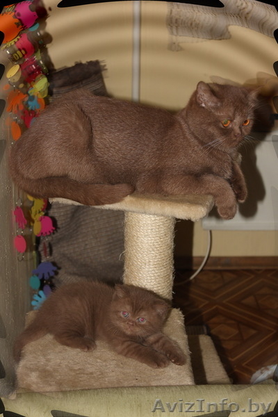 БРИТАШКИ РЕДКОГО ОКРАСА - КОРИЦА - Изображение #5, Объявление #777283