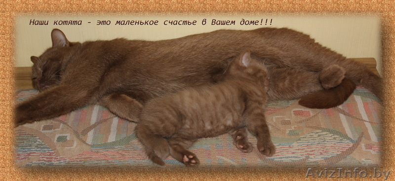 БРИТАШКИ РЕДКОГО ОКРАСА - КОРИЦА - Изображение #4, Объявление #777283