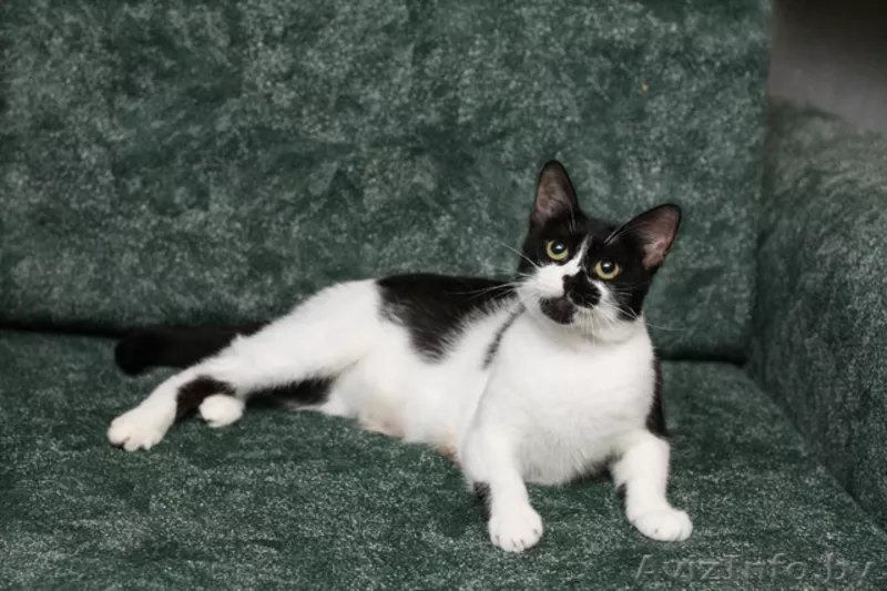 Анфиса - необыкновенно ласковая кошечка в дар! - Изображение #2, Объявление #768170