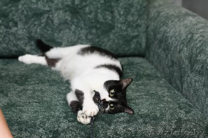 Анфиса - необыкновенно ласковая кошечка в дар! - Изображение #4, Объявление #768170