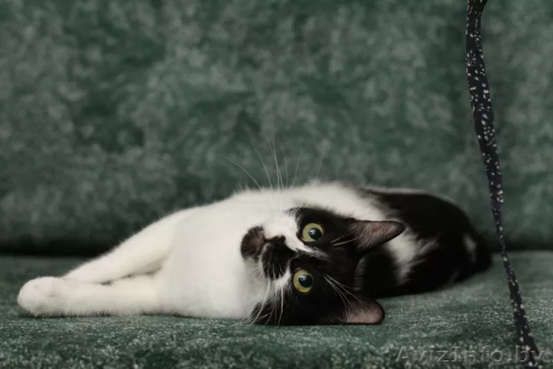 Анфиса - необыкновенно ласковая кошечка в дар! - Изображение #3, Объявление #768170