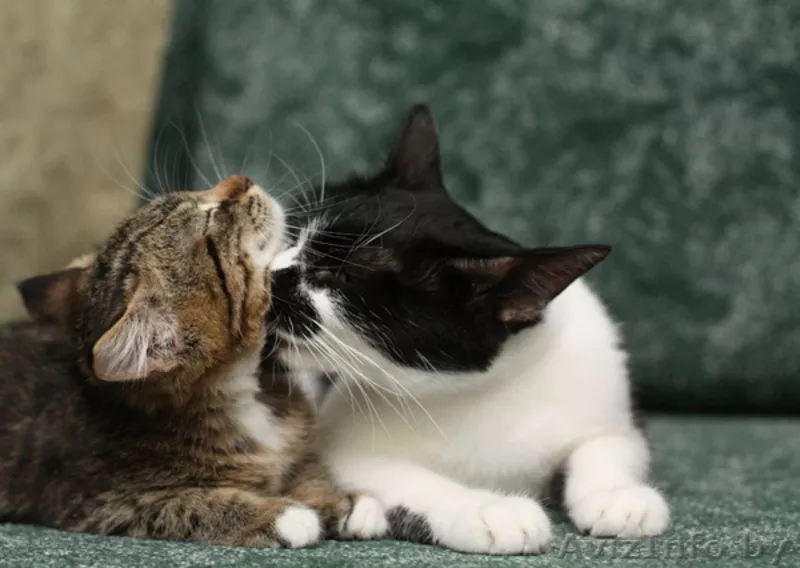 Анфиса - необыкновенно ласковая кошечка в дар! - Изображение #5, Объявление #768170