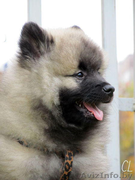 Щенки Кеесхонда/вольф шпица - Изображение #8, Объявление #158630