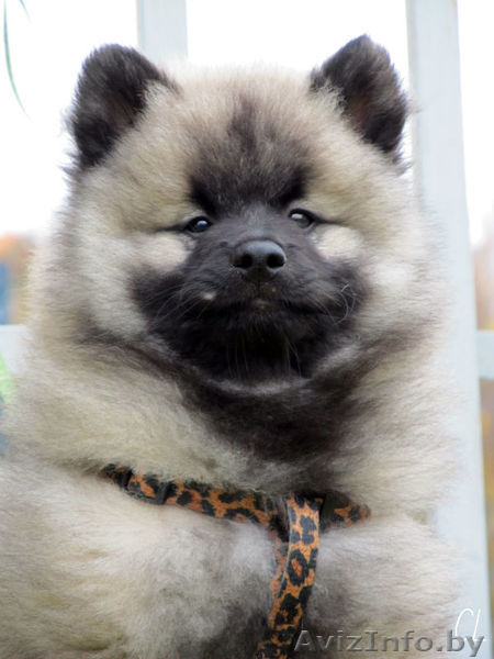 Щенки Кеесхонда/вольф шпица - Изображение #9, Объявление #158630