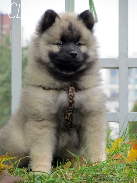 Щенки Кеесхонда/вольф шпица - Изображение #10, Объявление #158630