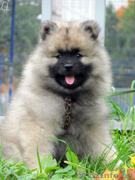 Щенки Кеесхонда/вольф шпица - Изображение #5, Объявление #158630