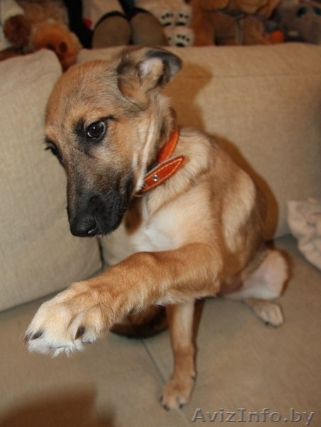 Хозяин,где же ты??? - Изображение #1, Объявление #773931