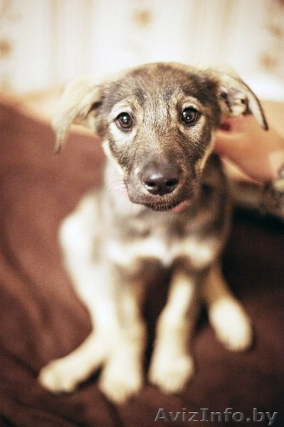 Герда-замечательный щенок!!! - Изображение #3, Объявление #778166