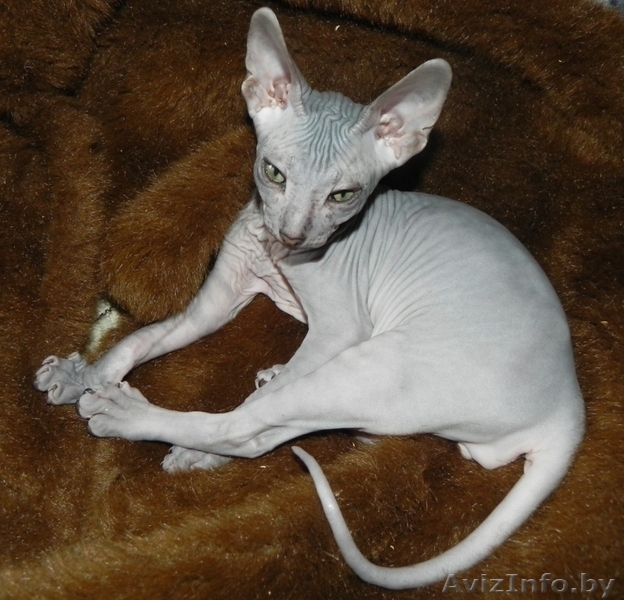 Котята ДОНСКОЙ СФИНКС - Изображение #9, Объявление #773846