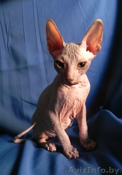 Котята ДОНСКОЙ СФИНКС - Изображение #10, Объявление #773846