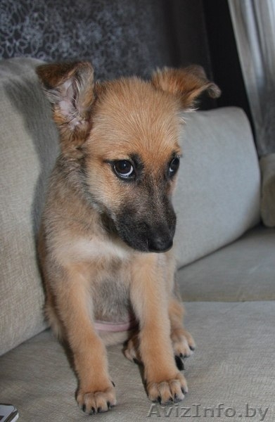  	 Где же ты,мой ХОЗЯИН??? - Изображение #1, Объявление #771656