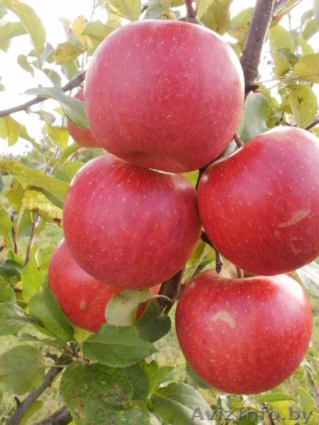 Саженцы плодовых деревьев и кустарников. - Изображение #3, Объявление #500745