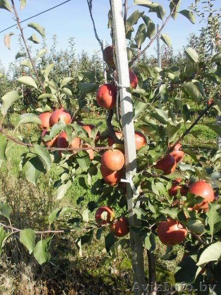 Саженцы плодовых деревьев и кустарников. - Изображение #4, Объявление #500745