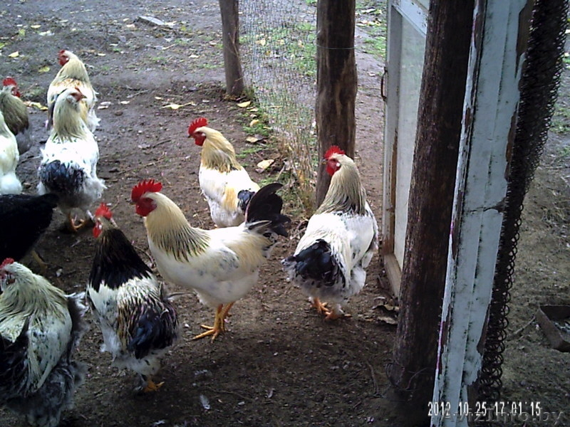 продам классного мясного петуха - Изображение #3, Объявление #779699