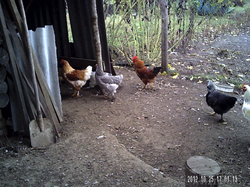 продам классного мясного петуха - Изображение #4, Объявление #779699