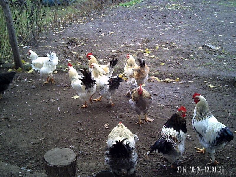 продам классного мясного петуха - Изображение #5, Объявление #779699