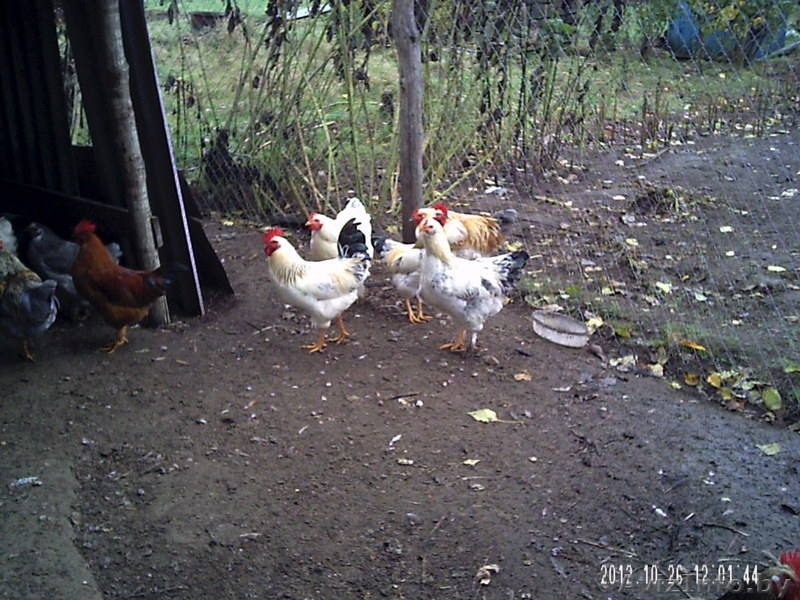 продам классного мясного петуха - Изображение #8, Объявление #779699