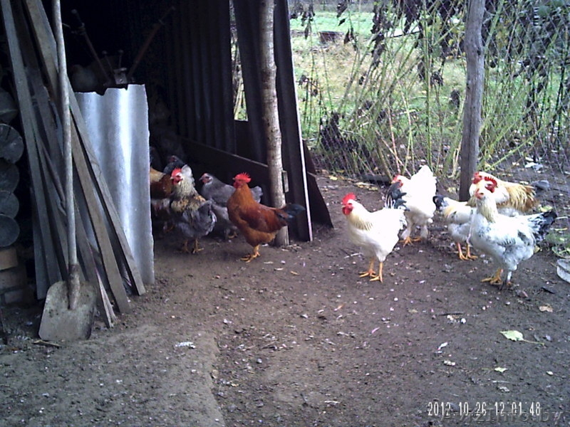 продам классного мясного петуха - Изображение #7, Объявление #779699