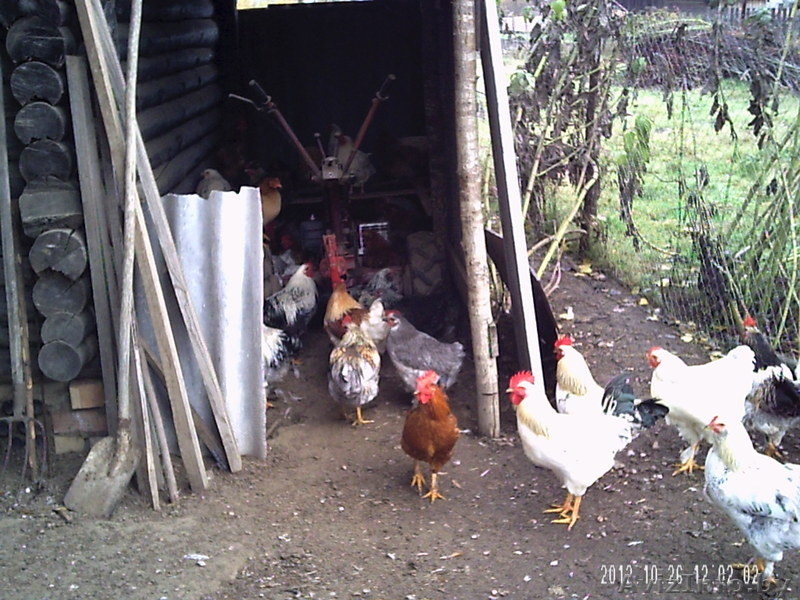 продам классного мясного петуха - Изображение #6, Объявление #779699