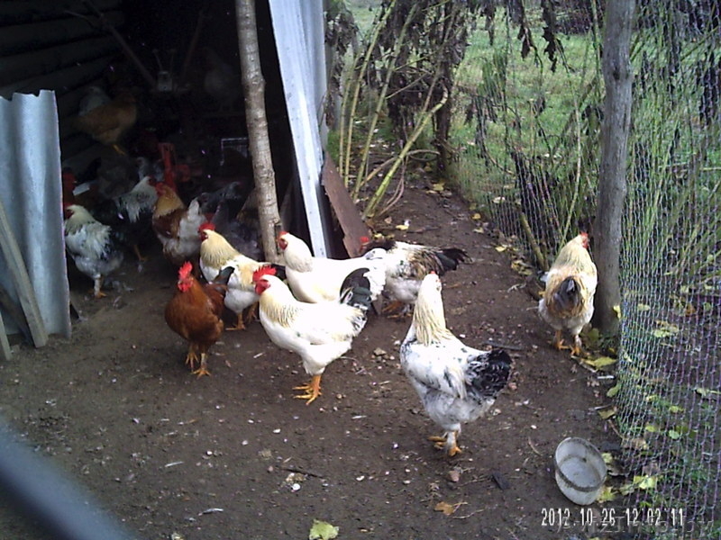 продам классного мясного петуха - Изображение #9, Объявление #779699