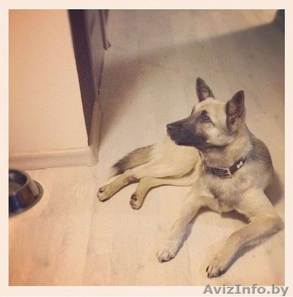 Арчи-идеальный пес! - Изображение #1, Объявление #778020