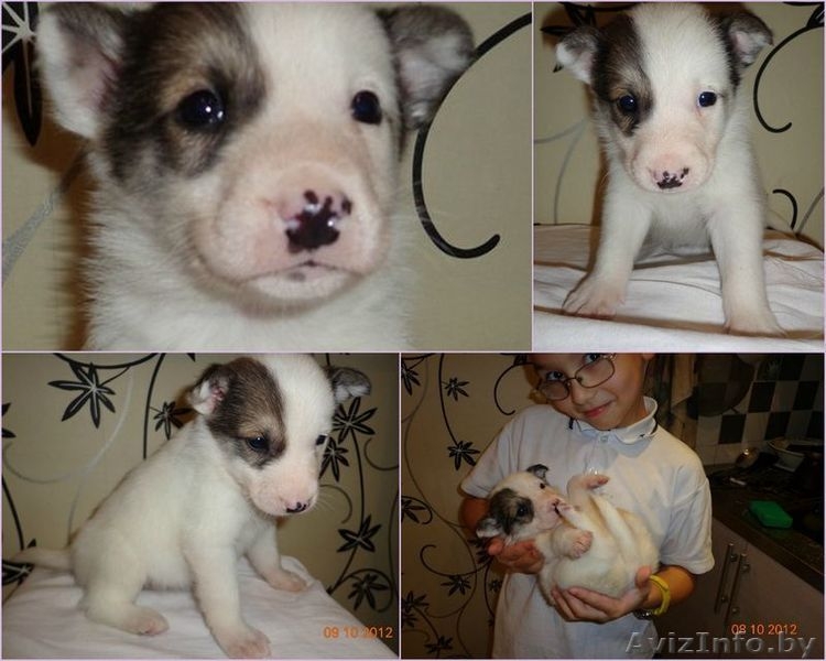 Всмотритесь в это чудо! - Изображение #2, Объявление #779004