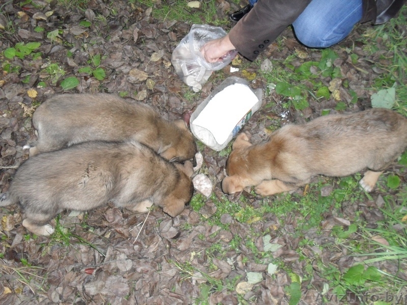 ПОМОГИТЕ ИМ !!! - Изображение #1, Объявление #777281