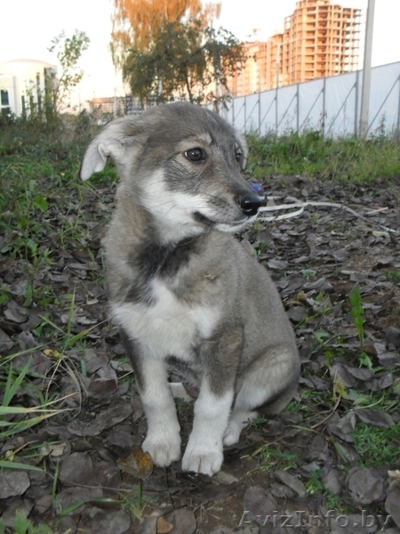 ПОМОГИТЕ ИМ !!! - Изображение #2, Объявление #777281