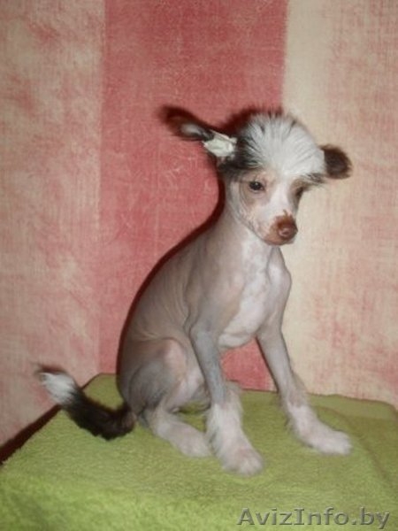 Китайская хохлая - Изображение #1, Объявление #767713